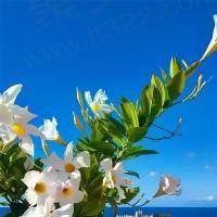四海春风