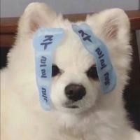  财神小小猫