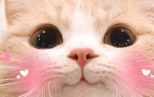 撕咬~