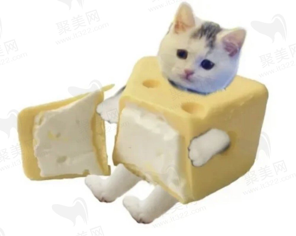 这是猫