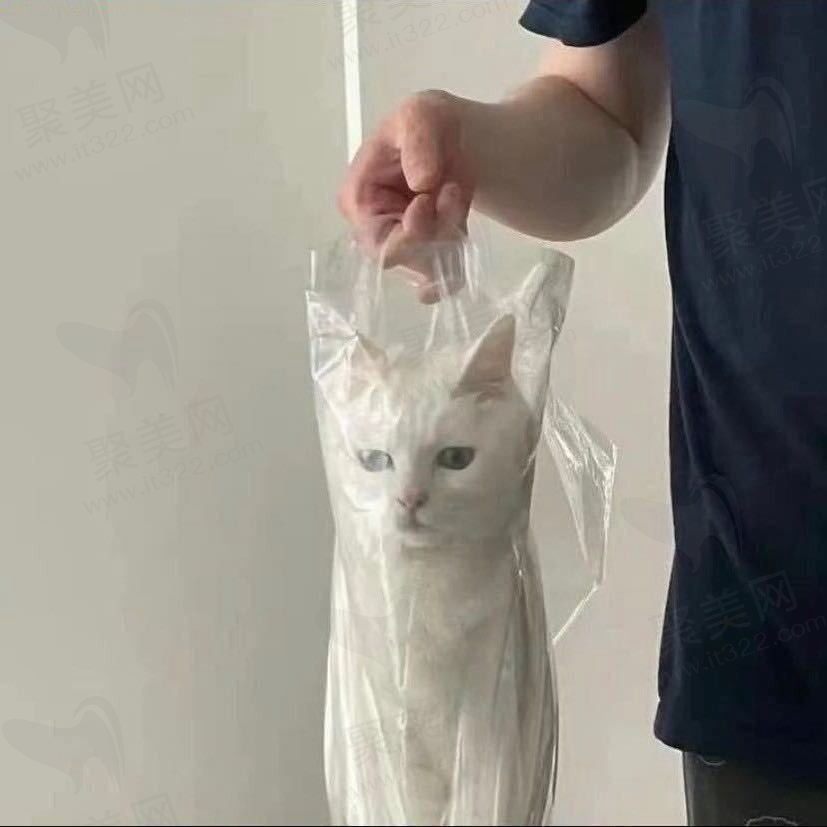 是个棒槌