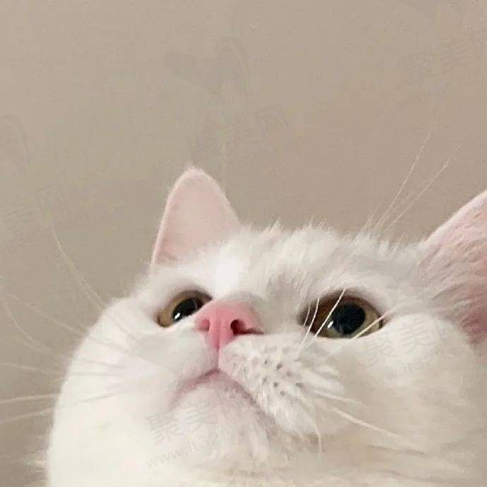 和v