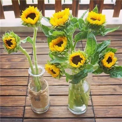 小葵花