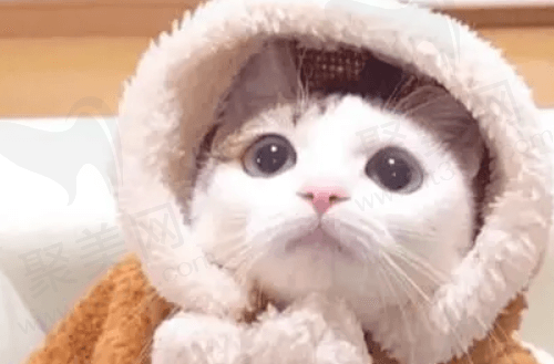 猫被