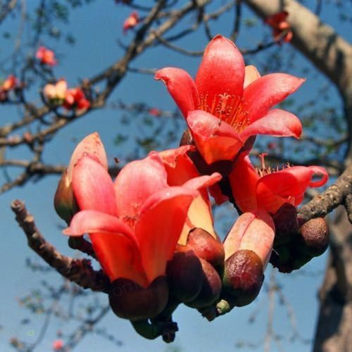 西柚和花柚