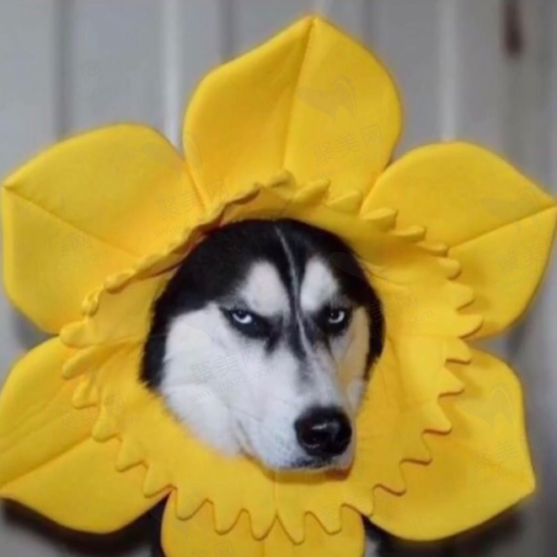阿拉丁神犬