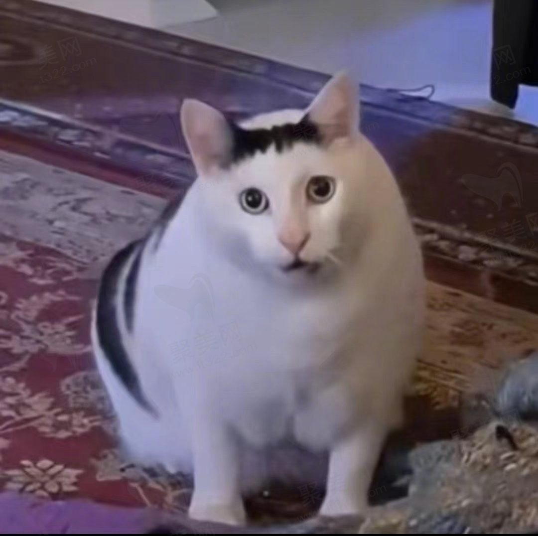 可可不可爱