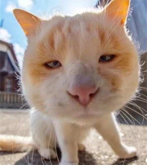 敢怒敢言