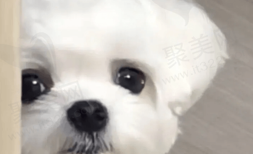 小花猫
