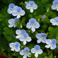 小红花