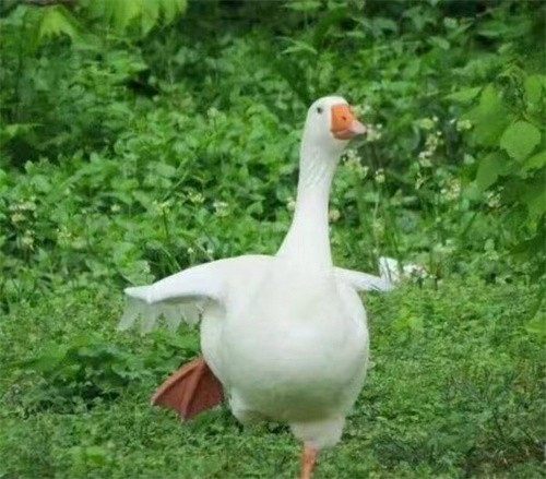 出来走走