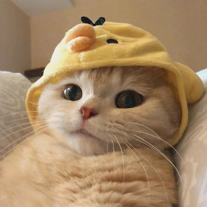可猪喵