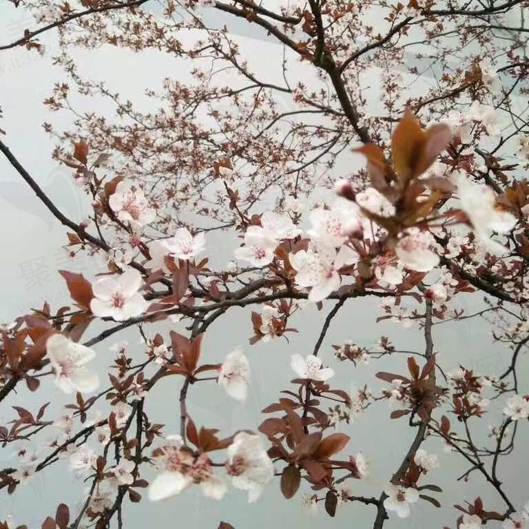 宫苑中的困兽