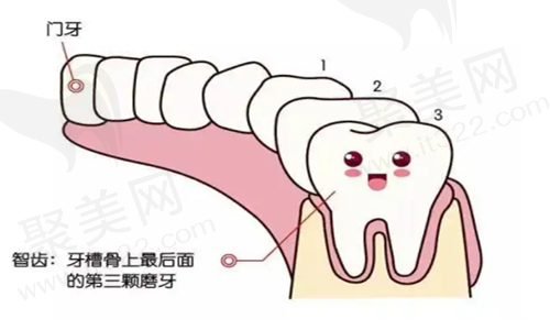智齿
