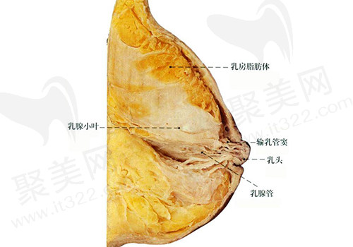 乳房解剖图
