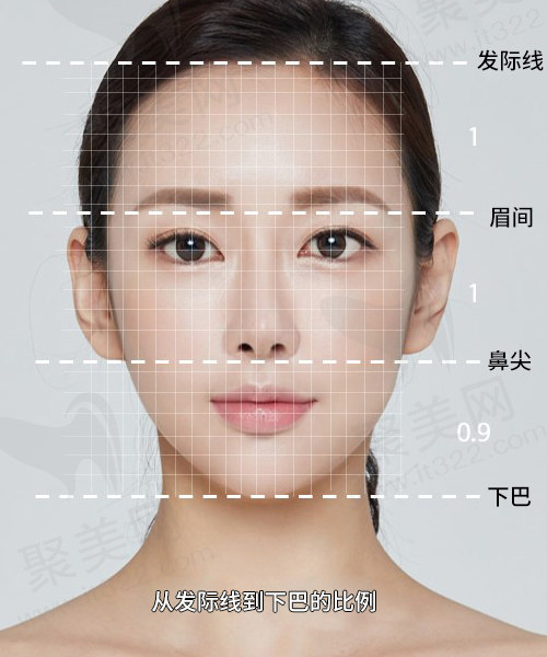 面部标准比例
