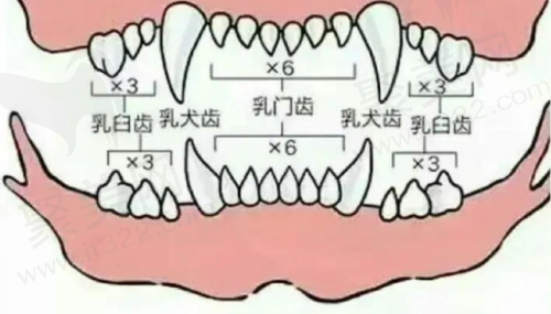 幼犬的28颗乳牙