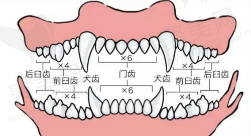 成犬的42颗牙齿