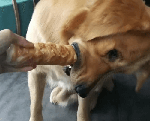 狗狗换牙期间出现的症状
