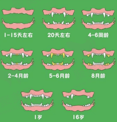 狗狗牙齿随年龄的变化