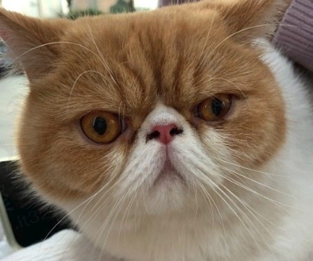 猫咪纹的形成原因有哪些？