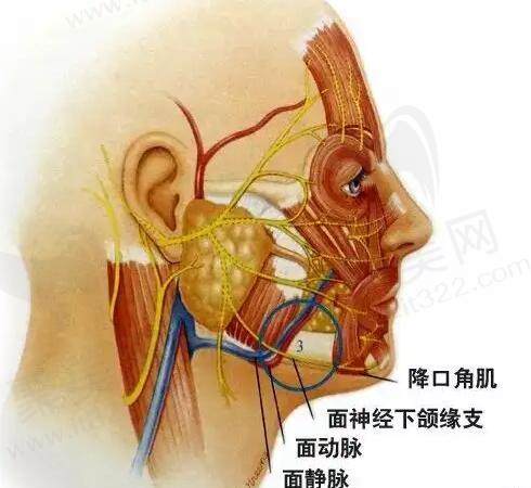 微拉美4.0提升和线 雕有什么区别