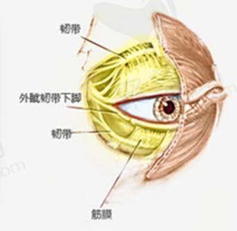 杜园园双眼皮修复技术怎么样