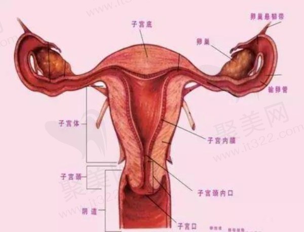 侯智慧做3d生物束带好吗