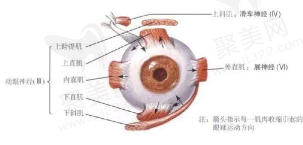 眼外肌病的症状