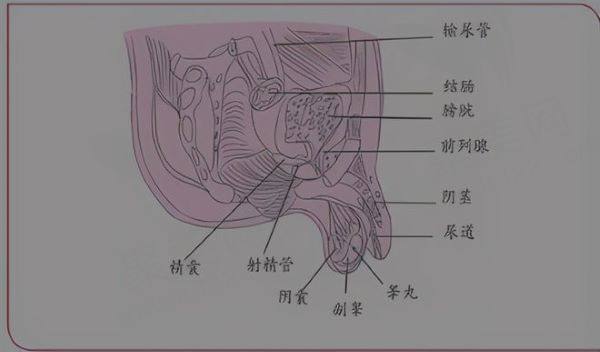 玻尿酸男性增大注射能保持多久
