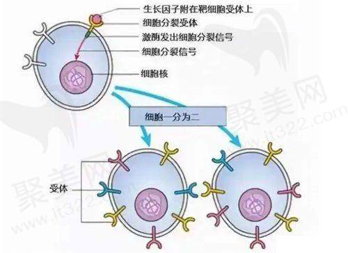 杭州美莱万连壮医生的技术实力