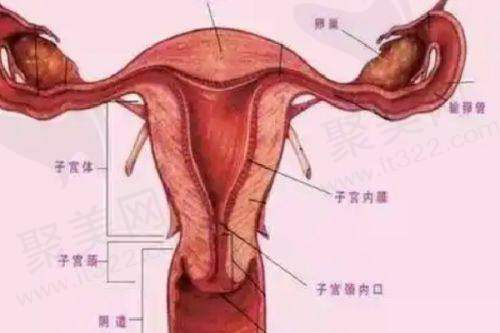 如何预约厉立辉医生的手术