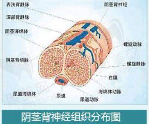 医院/医生做自体脂肪丰胸项目的具体优势